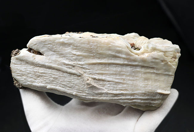 貴重なオールドコレクション！非常に珍しいメキシコ産のコロンビアマンモスの状態の良い臼歯の化石（その5）