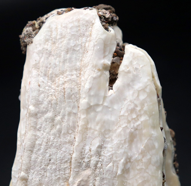 貴重なオールドコレクション！非常に珍しいメキシコ産のコロンビアマンモスの状態の良い臼歯の化石（その6）