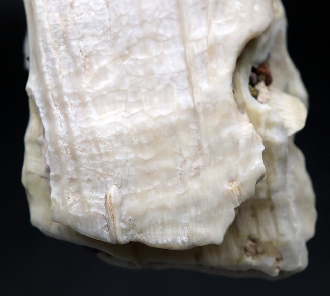 貴重なオールドコレクション！非常に珍しいメキシコ産のコロンビアマンモスの状態の良い臼歯の化石（その7）