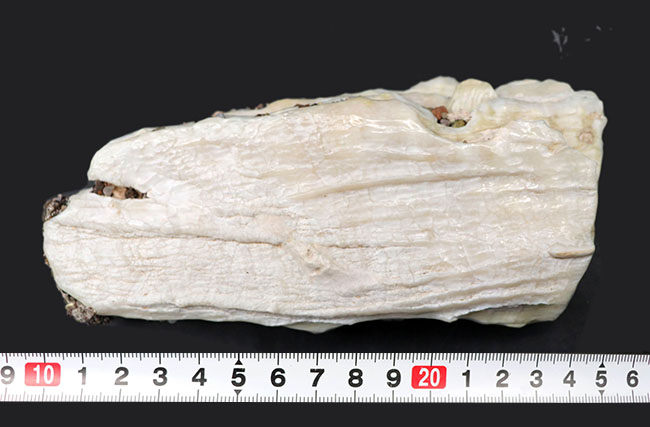 貴重なオールドコレクション！非常に珍しいメキシコ産のコロンビアマンモスの状態の良い臼歯の化石（その8）