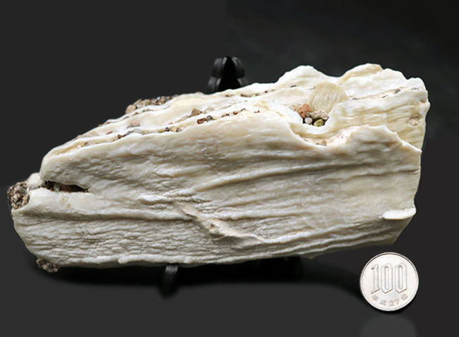 貴重なオールドコレクション！非常に珍しいメキシコ産のコロンビアマンモスの状態の良い臼歯の化石（その9）
