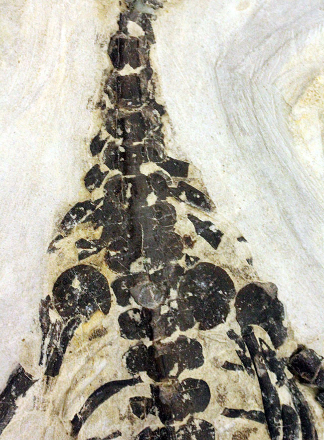 化石コレクター憧れの標本、ブラジル産古生代ペルム紀の爬虫類、メソサウルス（Mesosaurus sp.）の全身骨格 化石 販売