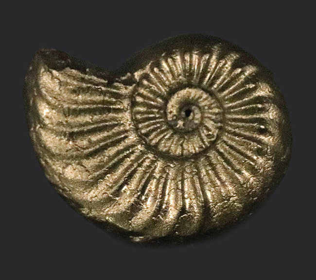 ドイツ・ブンデンバッハ産の黄鉄鉱化アンモナイト、プレウロセラスの上質化石（Pleuroceras）（その1）
