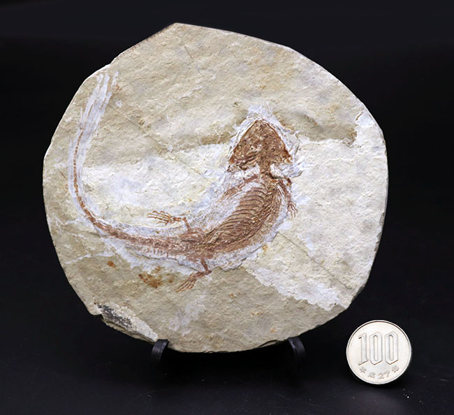 希少性MAX！今や入手ができないオールドコレクション！特徴的な三角形の頭部。極めて珍しい両生類（サンショウウオ）の全身化石。裏面には魚化石も見られます