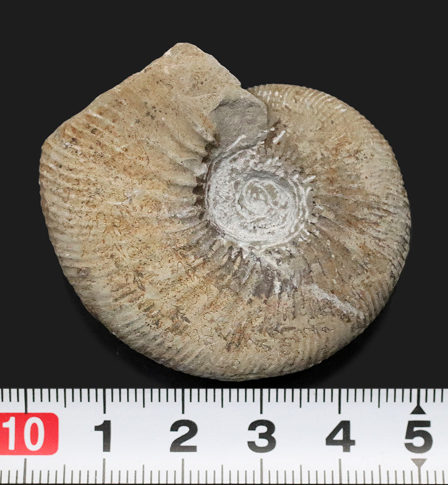 ３０年以上前、西ドイツ時代に採集された歴史あるアンモナイト、ペリスフィンクテス（Perisphinctes）の化石