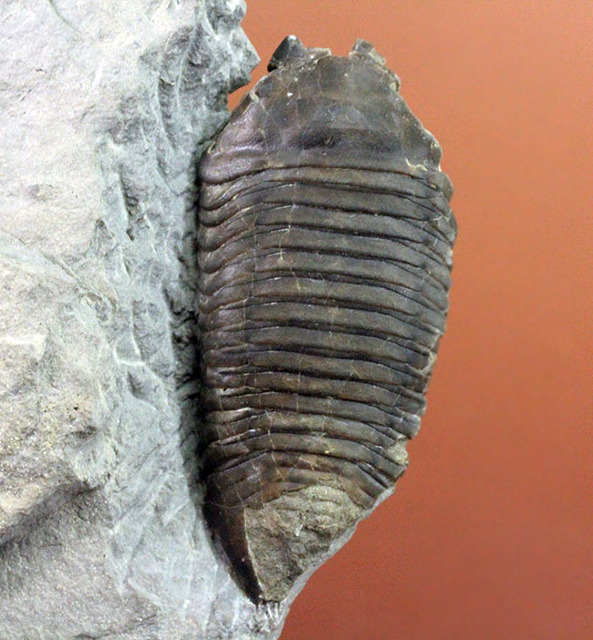 あのナイアガラ大瀑布の近辺で採集された、芋虫のような三葉虫トリメルス・デルフィノセラファルス（Trimerus delphinocephalus）  三葉虫 販売