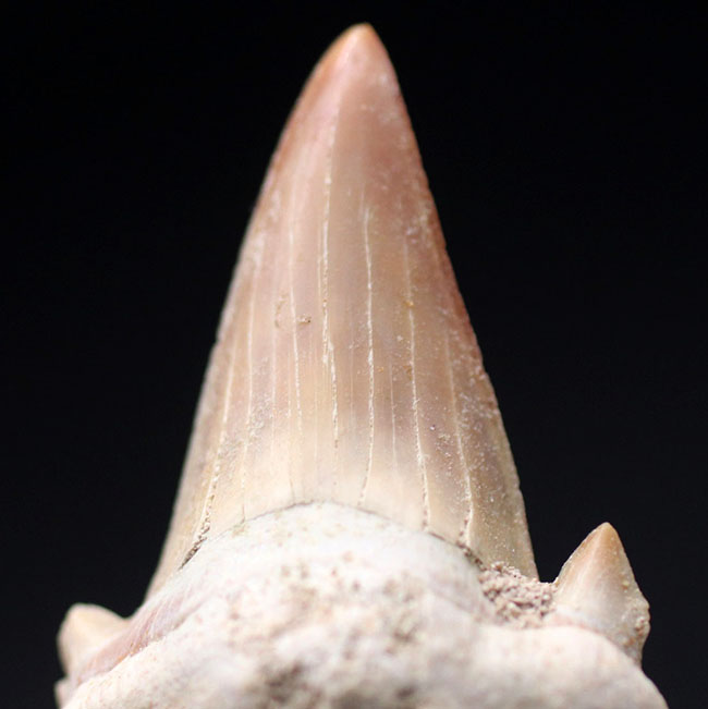 化石 骨格 標本 サメの歯 メガロドン 特大 - 置物