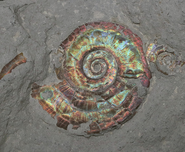 斑彩螺化石　アンモナイト　クリオニセラス　遊色・5・119g（中国産化石標本）