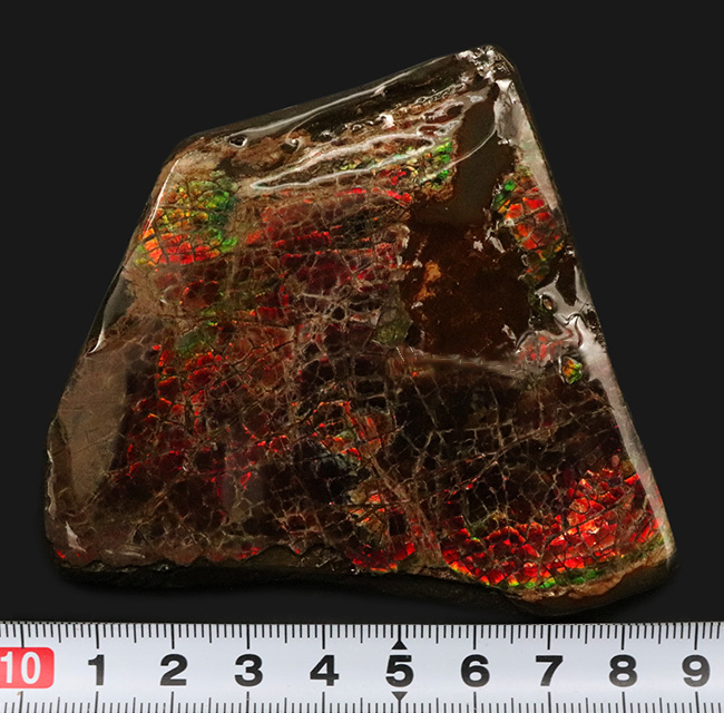 ８センチ超え！カナダ・アルバータの自然が生んだ宝石、アンモライト（Ammolite）のピース