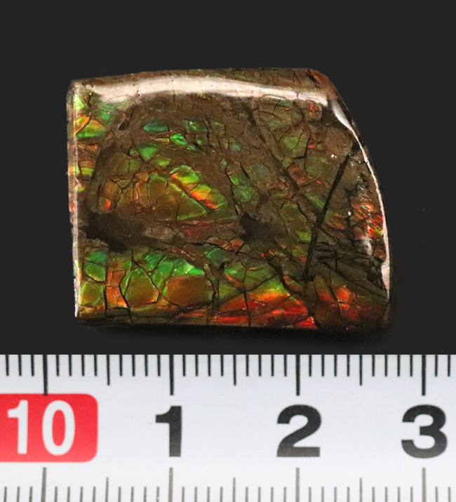 美しい！オレンジ、グリーンのほか、様々な中間色を呈する、非常に美しいアンモライト（Ammolite）のピース（その6）