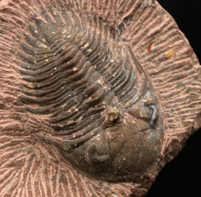 モロッコ産メタカンティナ Metacanthina 三葉虫 化石 モロッコ 産 標本