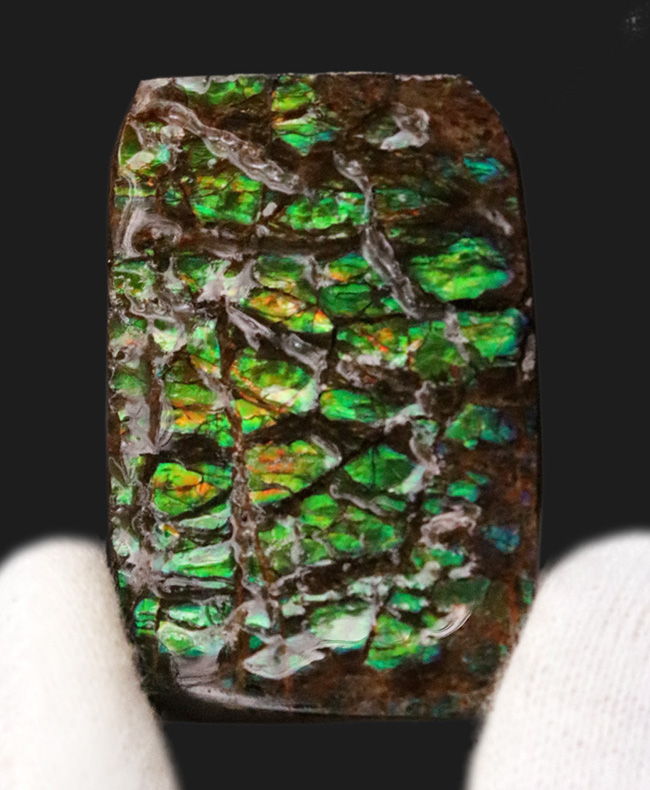 グリーンドラゴン！圧倒的な「竜のうろこ」感をお楽しみください！宝石、アンモライト（Ammolite）のピース（その1）