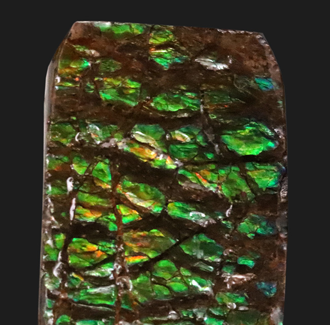 グリーンドラゴン！圧倒的な「竜のうろこ」感をお楽しみください！宝石、アンモライト（Ammolite）のピース（その2）