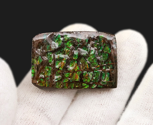 グリーンドラゴン！圧倒的な「竜のうろこ」感をお楽しみください！宝石、アンモライト（Ammolite）のピース（その4）