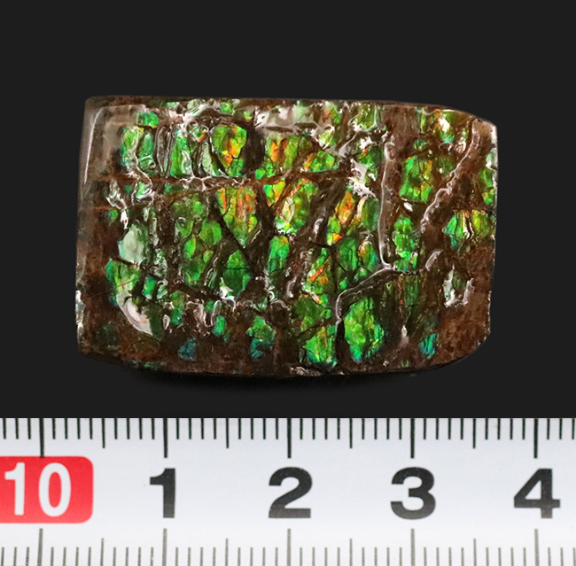 グリーンドラゴン！圧倒的な「竜のうろこ」感をお楽しみください！宝石、アンモライト（Ammolite）のピース（その7）