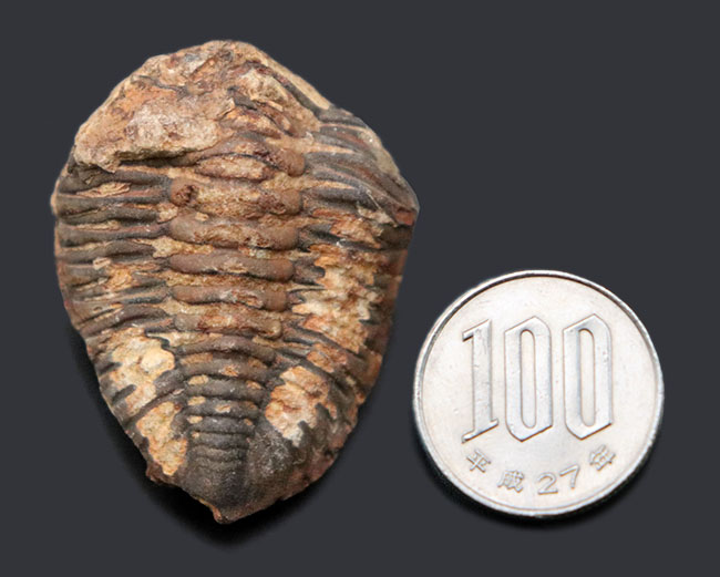 超歓迎 三葉虫 化石 fossil ボリビア産 trilobite Bolivia化石⑤ 三 