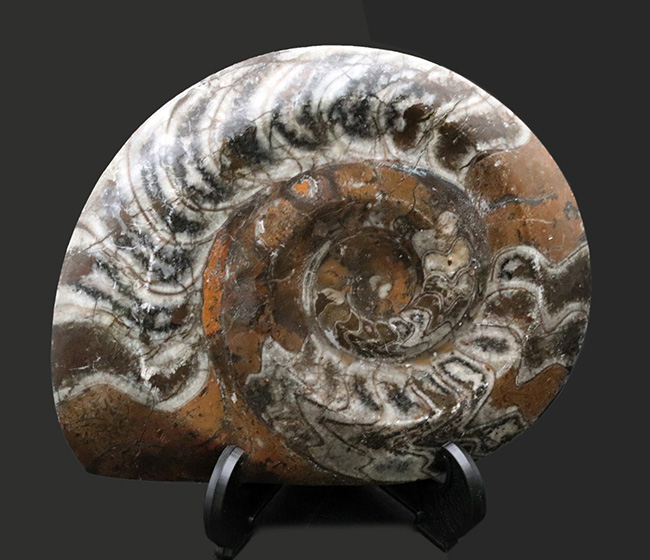 見つけた人ラッキー！ ゴニアタイトの化石 アンモナイト ケース入り 全体の形状が残った完全体！アンモナイトの祖先、ゴニアタイト（Goniatite）の 化石 美術品・アンティーク・コレクション