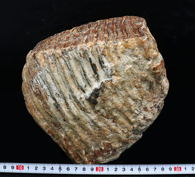 まさにマンモス級サイズ！堅い植物の枝をすりつぶした、マンモス（Mammuthus primigenius）の臼歯の化石