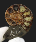 米国サウスダコタ州産の白亜紀のアンモナイト、ディスコスカフィテス（Discoscaphities）のハーフカット標本