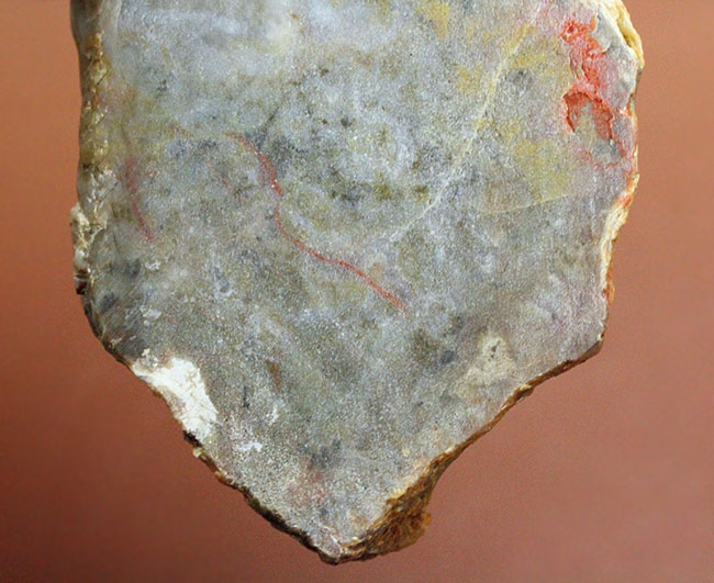 特大 化石 大型肉食恐竜の糞石 多彩 メノウ化 標本 鉱物 原石 鑑賞石 