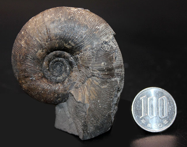 2.2kg アンモナイト 芦別の鏡のような殻を持つ漆黒のゴードリセラス 化石-