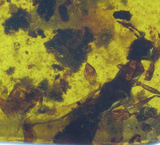虫や植物片など様々なインクルージョンが見られます！琥珀コレクター憧れのアイテム、白亜紀の琥珀、バーマイト（Burmite）（その3）