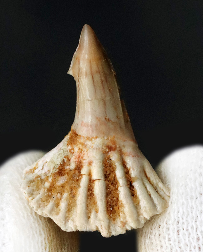 吻 ノコギリエイ 歯 ギザギザ サメ はく製 標本 ノコギリ - 科学、自然