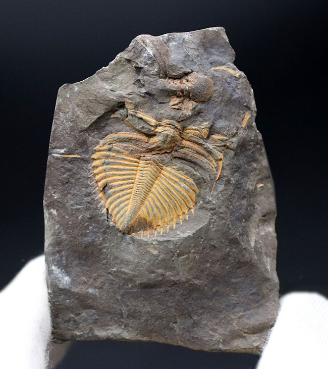 三葉虫　化石　Coronocephalus