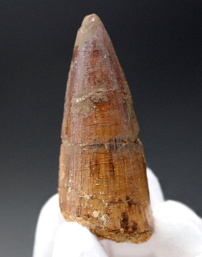 スピノサウルス 化石 牙 歯 白亜紀 8000年前 モロッコ産 恐竜 566