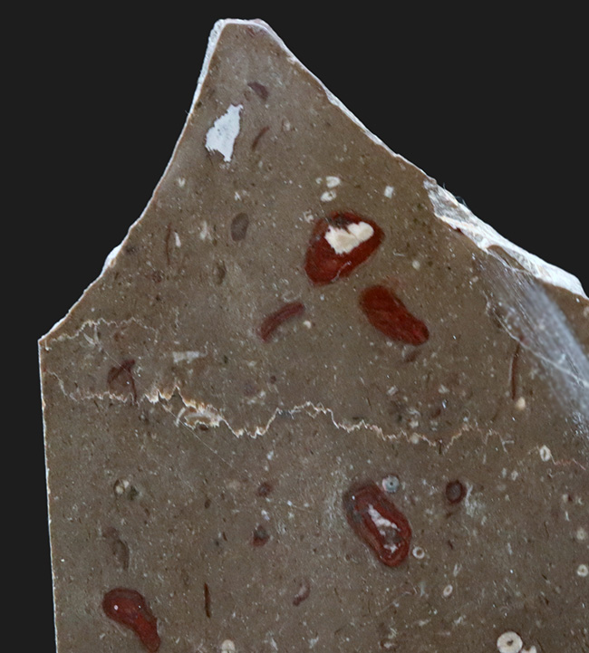あのバージェス頁岩でも発見されている！イングランド・カンブリアから採集された石炭紀のバクテリア、ギルバネラ（Girvanella）の化石