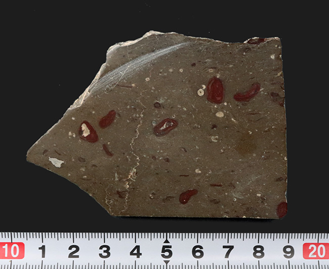 あのバージェス頁岩でも発見されている！イングランド・カンブリアから採集された石炭紀のバクテリア、ギルバネラ（Girvanella）の化石