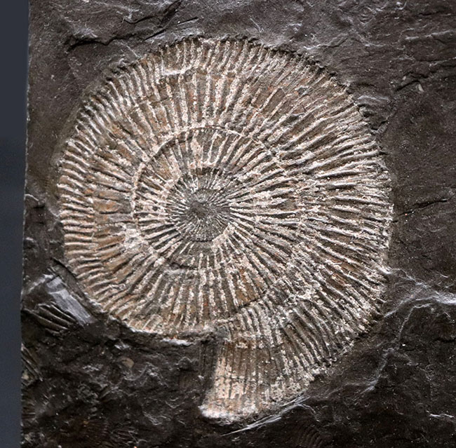 これぞ一級、パーフェクト！黒ジュラ、ドイツ・ホルツマーデン産。ジュラ紀を代表するアンモナイト、ダクチリオセラス（Dactylioceras）のマルチプレート化石