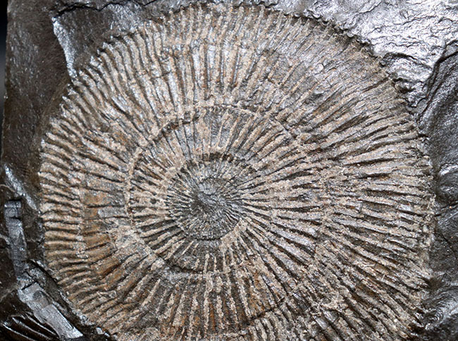 本日の目玉 アンモナイト 化石 ドイツ ホルツマーデン産 ジュラ紀