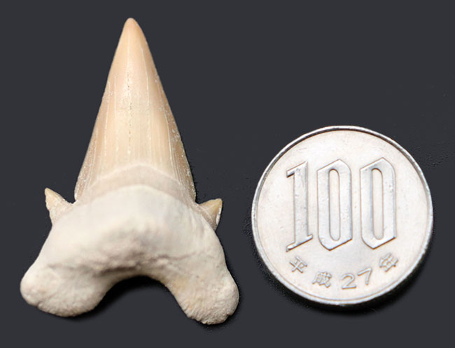 サメの歯 オトドゥス・5・（モロッコ産化石標本）