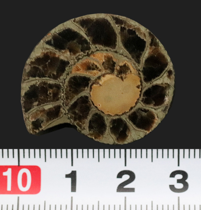 フランス中南部アベイロン産、黄鉄鉱化したアンモナイト（Annmonte）のスライス標本