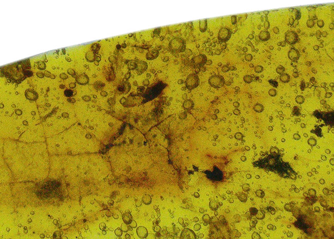 虫に加え、おびただしい気泡を内包した約1億年前の琥珀、バーマイト（Burmite）（その4）