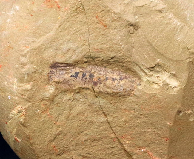 まさに魅力的！カンブリア紀の奇々怪々な生物の一つ、チェンジャン生物群、レアンコイリア・イレセブロサ（Leanchoilia  illecebrosa）の上質化石
