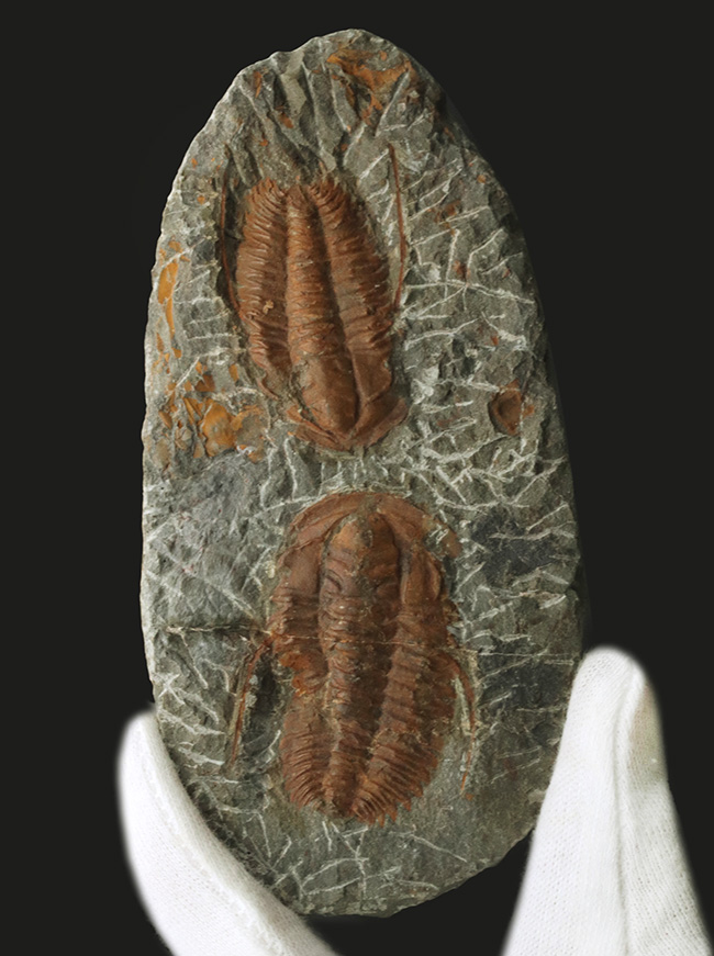 希少、ダブル！カンブリア紀の原始的な特徴を持つ三葉虫、ハマトレヌス・ヴィンセンティの２個体標本（Hamatolenus vincenti）（その1）