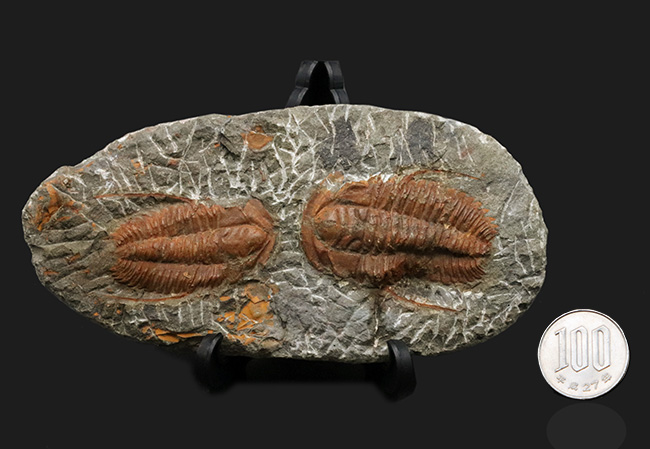 希少、ダブル！カンブリア紀の原始的な特徴を持つ三葉虫、ハマトレヌス・ヴィンセンティの２個体標本（Hamatolenus vincenti）（その10）