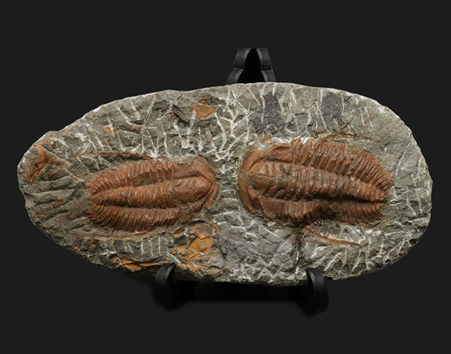 希少、ダブル！カンブリア紀の原始的な特徴を持つ三葉虫、ハマトレヌス・ヴィンセンティの２個体標本（Hamatolenus vincenti）（その2）