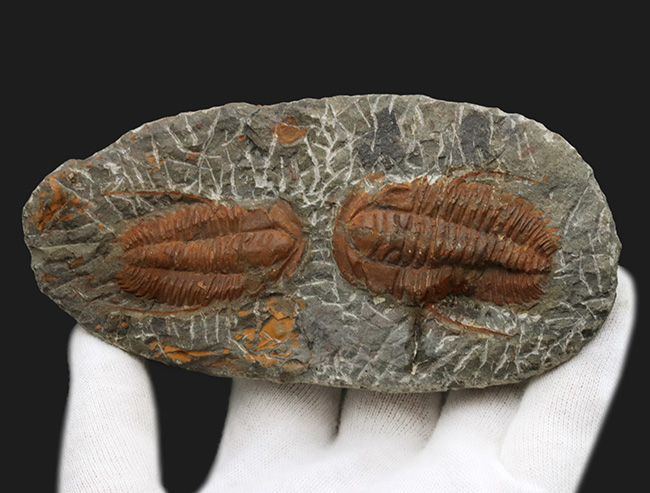 希少、ダブル！カンブリア紀の原始的な特徴を持つ三葉虫、ハマトレヌス・ヴィンセンティの２個体標本（Hamatolenus vincenti）（その3）