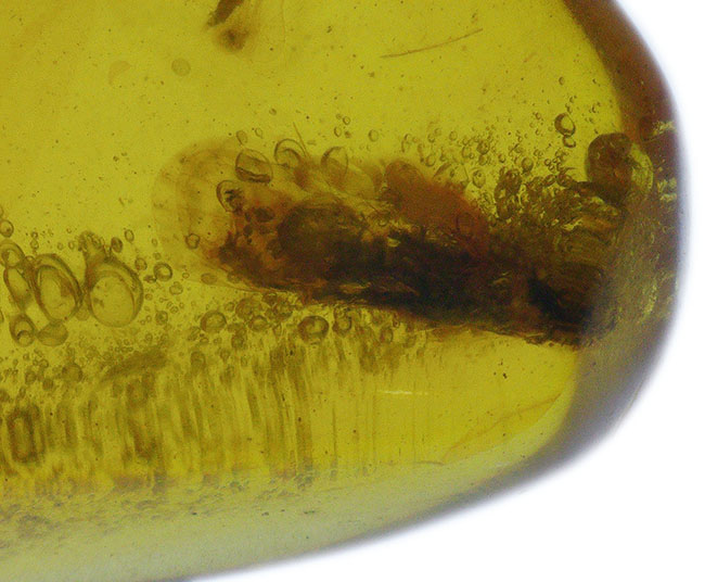 透明度が高く、虫を見つけやすい！恐竜時代の琥珀として名高いミャンマー産の琥珀、バーマイト（Burmite）（その3）