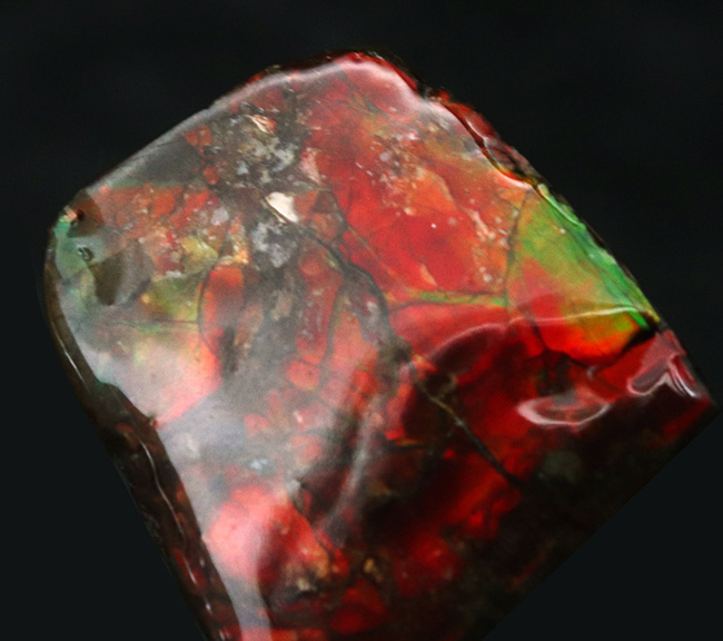 濃く深いレッド、差し色にグリーンも！約８０００万年前の海洋生物が宝石化したアンモライト（Ammolite）の天然原石（その3）