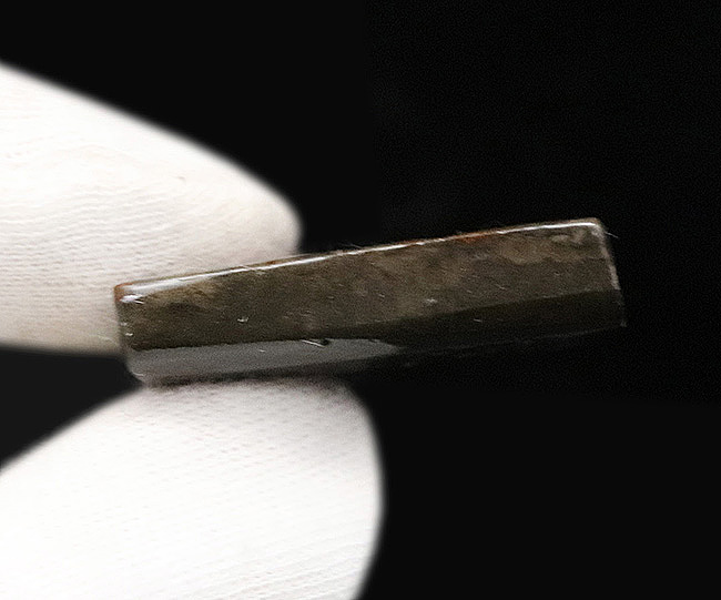 濃く深いレッド、差し色にグリーンも！約８０００万年前の海洋生物が宝石化したアンモライト（Ammolite）の天然原石（その6）
