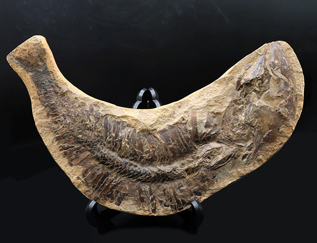 魚化石最上級魚化石 魚 化石 アスピドリンクス - その他