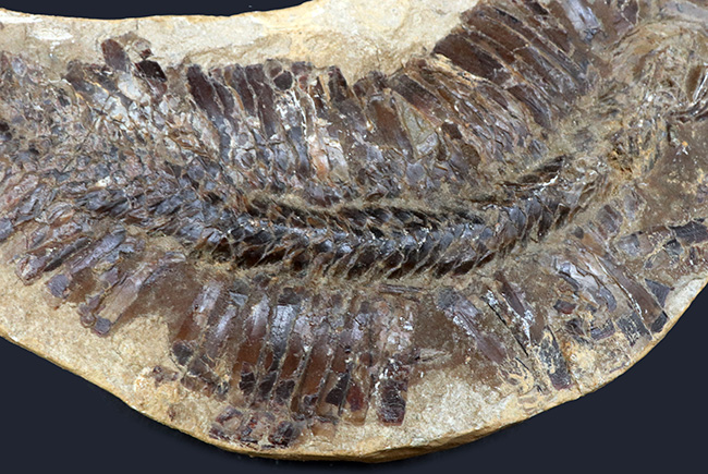 アスピドリンカスの化石(50cmくらい) | apg.eq.com.py