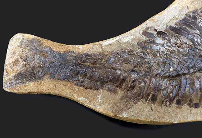 魚化石最上級魚化石 魚 化石 アスピドリンクス - その他