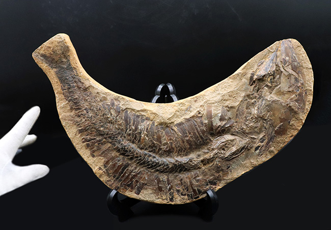 カーブ計測で４６センチ！鋭い吻部と分厚い鱗が保存された、およそ１億年前の魚類、アスピドリンクスの化石