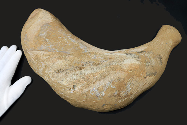 カーブ計測で４６センチ！鋭い吻部と分厚い鱗が保存された、およそ１億年前の魚類、アスピドリンクスの化石