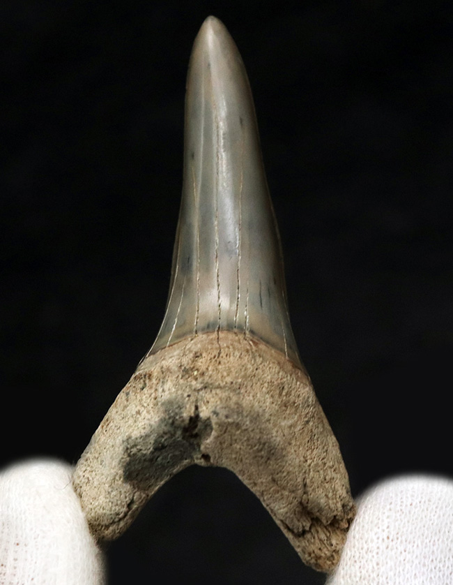 ビッグ！国産マニアックシリーズ！保存状態抜群のアオザメの歯化石（その1）